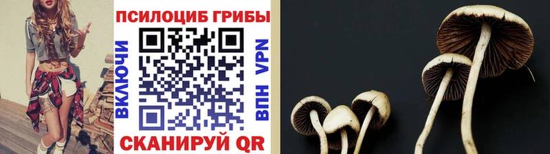 Псилоцибиновые грибы Psilocybe Комсомольск-на-Амуре